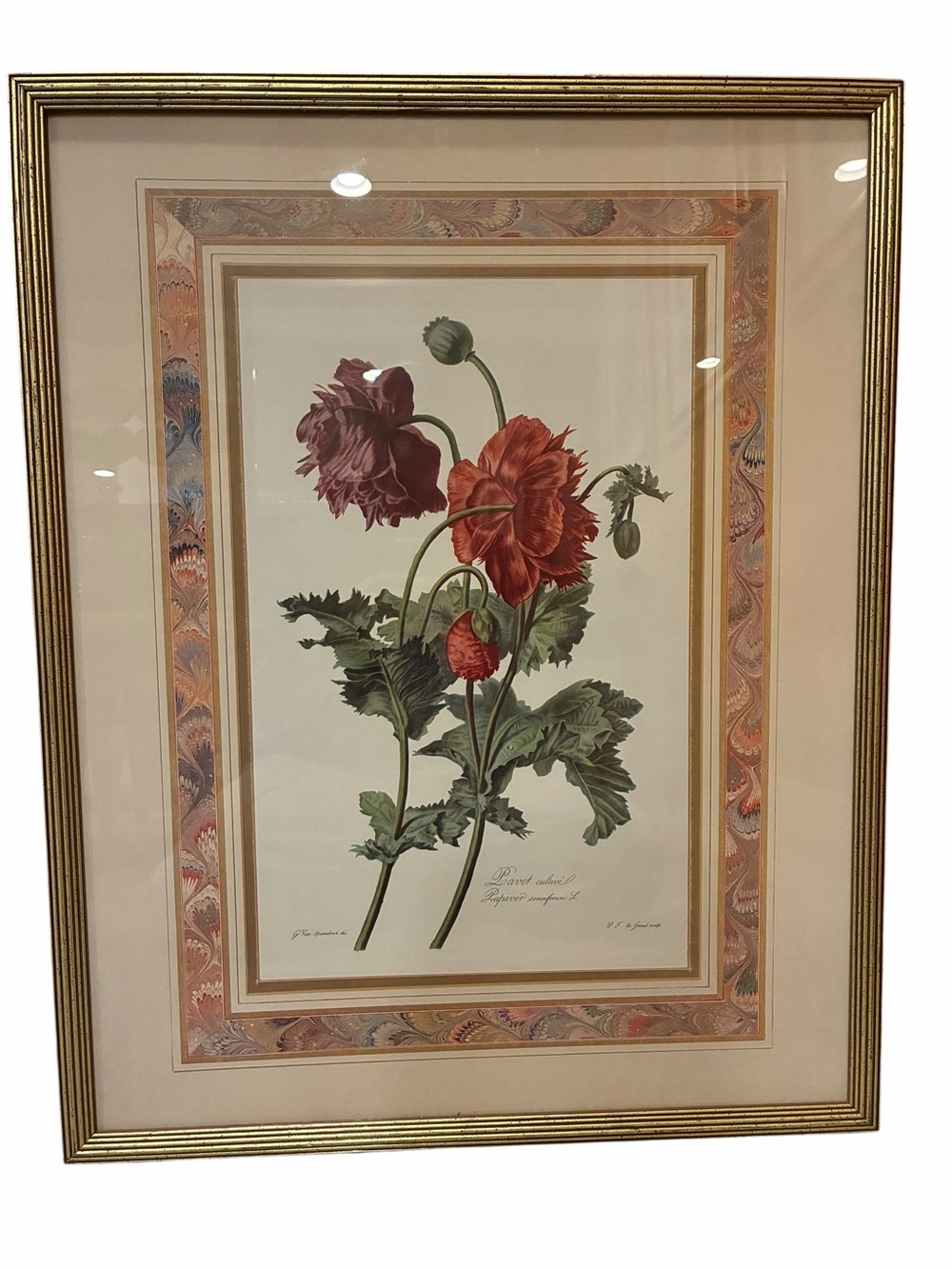 Antique 1800's Botanical Poppy Lithograph in Gold Frame Hand Colored 24"x 29"